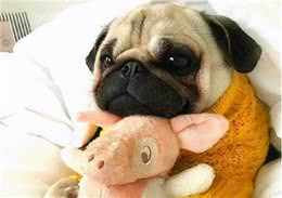 狗狗“发抖”是什么原因？有些答案你可能没有想到