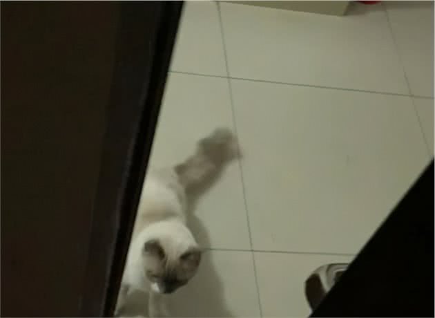 捡到一只布偶猫，主人来要时，我没给