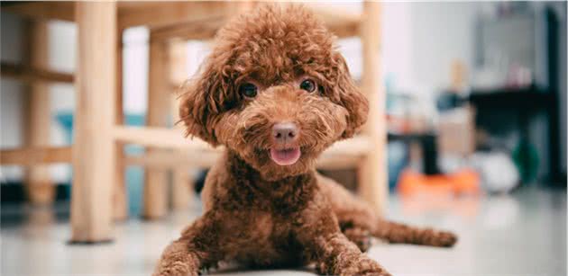 泰迪犬挑食不吃狗粮怎么办？教你如何让泰迪犬爱上吃狗粮