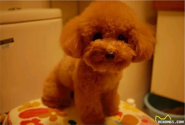 泰迪犬挑食不吃狗粮怎么办？教你如何让泰迪犬爱上吃狗粮