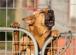 狗狗“呜呜叫”，是在告诉你这5件事