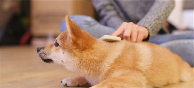 狗狗洗澡需要注意点什么？这些事情，你都知道吗