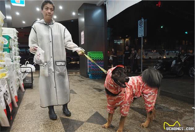 如何解决让万千主人头疼的问题—狗狗随地大小便？