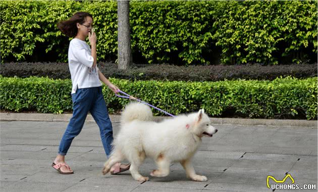 如何解决让万千主人头疼的问题—狗狗随地大小便？