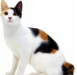 教你选猫系列，猫咪品种介绍及品相判断（19）—日本短尾猫