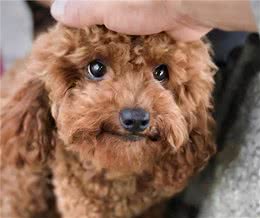 泰迪犬做这些事情，是想对你说，它需要你