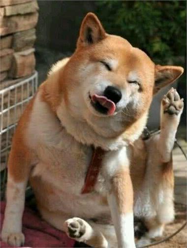柴犬的价格下降了，但很多人都不敢养，网友：这5个缺点很可怕！
