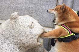 柴犬的价格下降了，但很多人都不敢养，网友：这5个缺点很可怕！