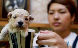 如果你爱狗，请你别爱茶杯犬，你的爱会让它很疼