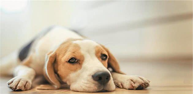 狗狗绝育好处很多，但主人担忧：真的会容易发胖吗？