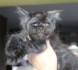 缅因猫天生一副“人脸”，看到它的孩子出生后：没有最丑只有更丑