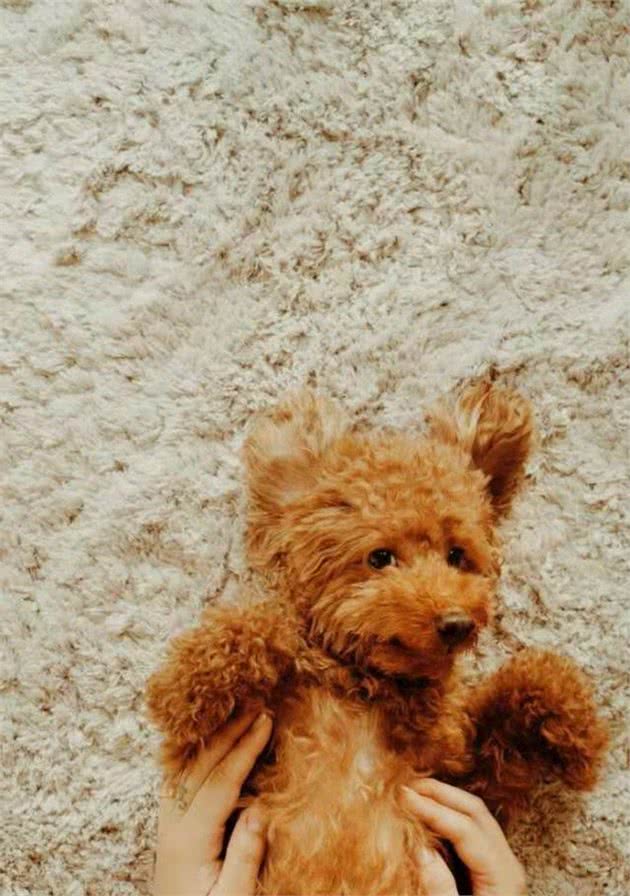 母犬为什么假孕？母犬假孕如何预防