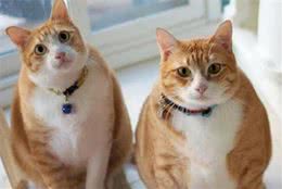 这么多猫咪，你觉得那种猫咪聪明？
