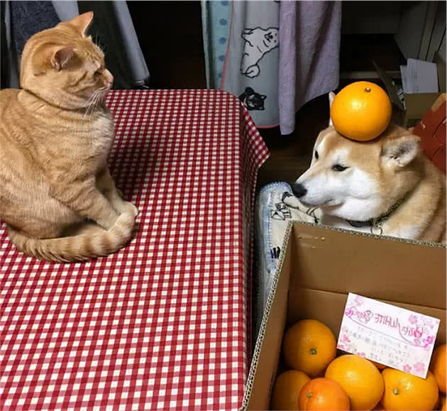 「训练篇」如何训练柴犬定点大小便