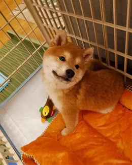 「训练篇」如何训练柴犬定点大小便
