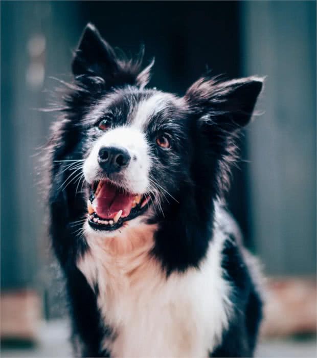 为什么边境牧羊犬不能当警犬？原因有这几点