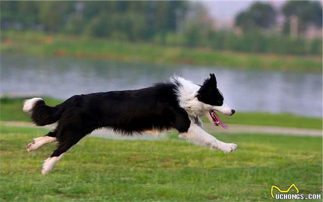 为什么边境牧羊犬不能当警犬？原因有这几点