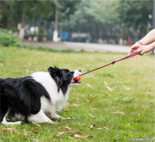 为什么边境牧羊犬不能当警犬？原因有这几点