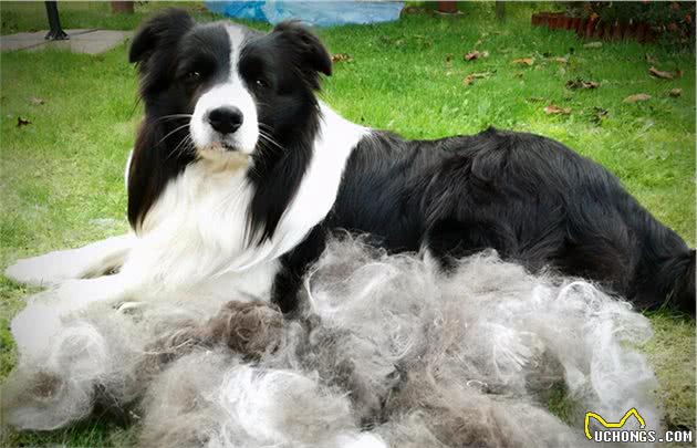 为什么边境牧羊犬不能当警犬？原因有这几点