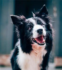 为什么边境牧羊犬不能当警犬？原因有这几点