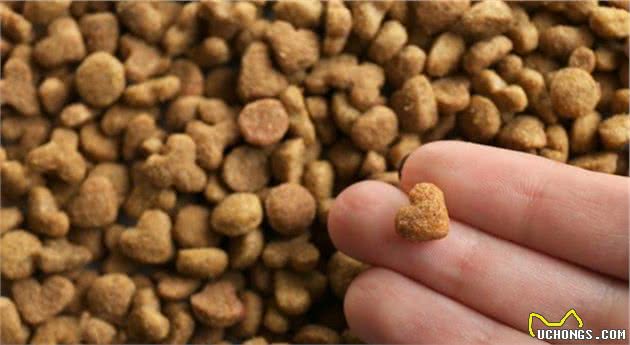为什么大家都爱饲养德国牧羊犬？这6点好处，看了不选都不行！