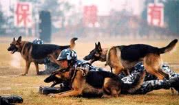为什么大家都爱饲养德国牧羊犬？这6点好处，看了不选都不行！