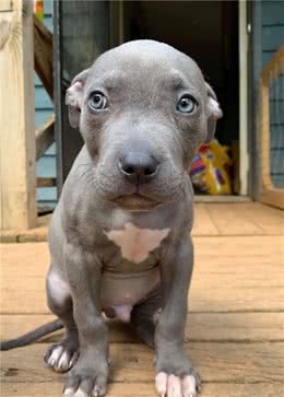 有分离焦虑症的狗子有多恐怖？这就是为什么不让你轻易养狗