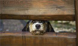 训犬教程-让犬自己进入犬窝