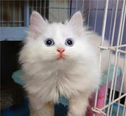 这几种猫“不易生病”，还便宜，养猫首选它们