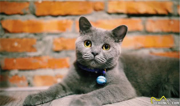 新手养猫不知道选什么品种？不妨首选英国短毛猫，上手快又好养