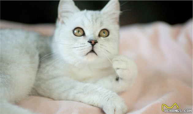 新手养猫不知道选什么品种？不妨首选英国短毛猫，上手快又好养