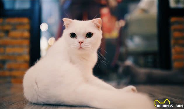 新手养猫不知道选什么品种？不妨首选英国短毛猫，上手快又好养