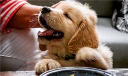 狗狗想吃东西的几个表现，铲屎官：藏也藏不住