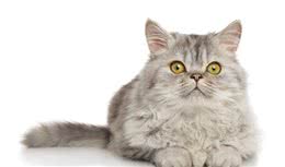 宠物知识-关于波斯猫