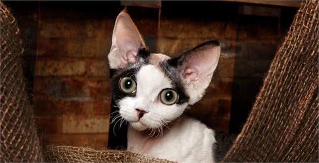 原来E.T.是只猫，德文卷毛猫优点大公开