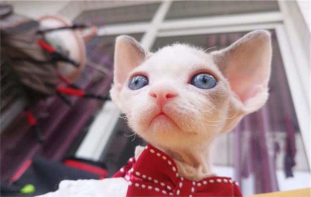 原来E.T.是只猫，德文卷毛猫优点大公开