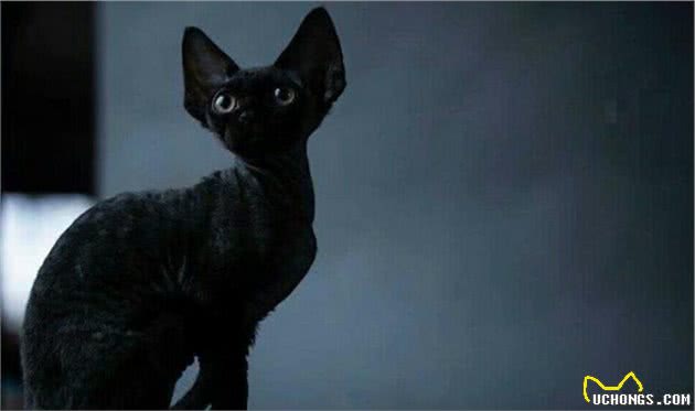 原来E.T.是只猫，德文卷毛猫优点大公开