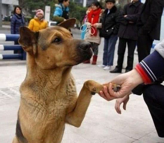 狗狗有这些表现，表明它对你很“忠诚”