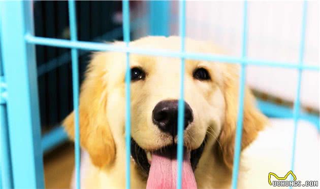 狗要不要住笼子？反手送你一个颠覆传统观点的知识点