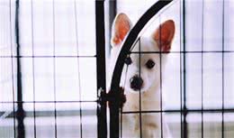 狗要不要住笼子？反手送你一个颠覆传统观点的知识点