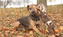 狗狗有这些行为，说明很担心你，满眼都是你