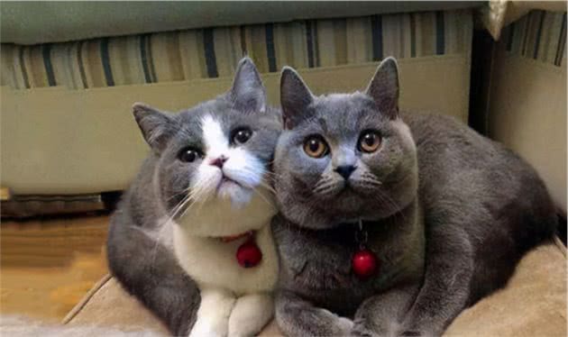 英短和美短选哪只？分享真实养猫体验