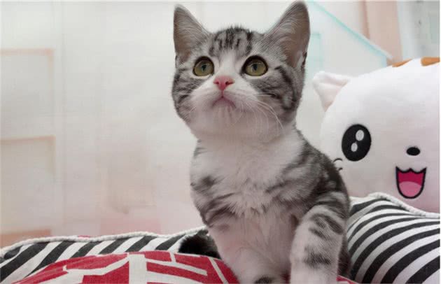 英短和美短选哪只？分享真实养猫体验