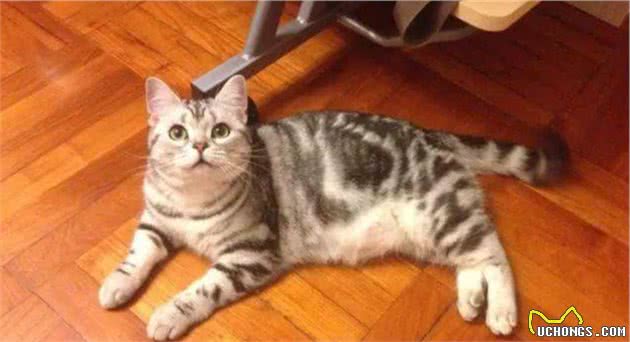 英短和美短选哪只？分享真实养猫体验