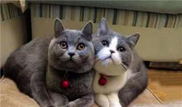 英短和美短选哪只？分享真实养猫体验