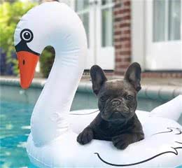 千奇百怪的宠物狗狗取名字大全超乎想象-可爱点