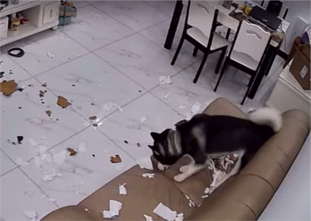 如何训练狗狗？你需要先知道这四点