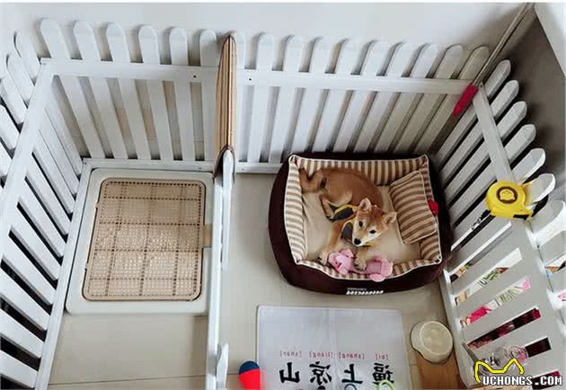 如何训练狗狗？你需要先知道这四点