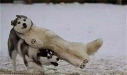 养狗这么久，你可能都不知道哈士奇和二哈的区别