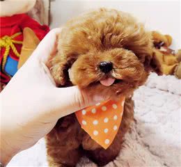这5种遛狗方式，就是拿“泰迪犬”的身体开玩笑